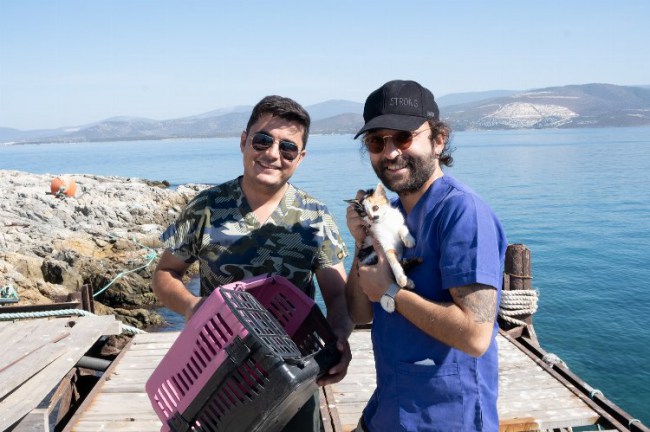 Didim'de Altınkum'da adaya bırakılan kediler kurtarıldı