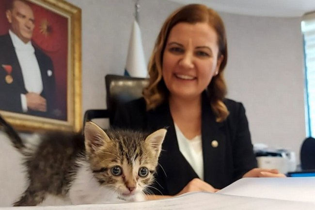 Kocaeli'de İzmit Belediyesi minik kediyi sahiplendi