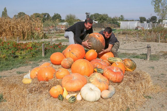 Bursa Nilüfer'de Kuzey Amerika kabakları