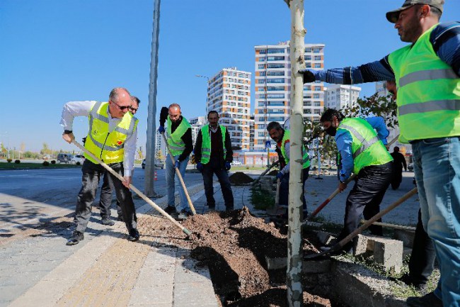 Sivas'ta 5 bin ağaç toprakla buluştu