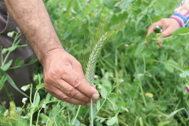 Kocaeli Büyükşehir'de 2700 üreticiye tohum desteği