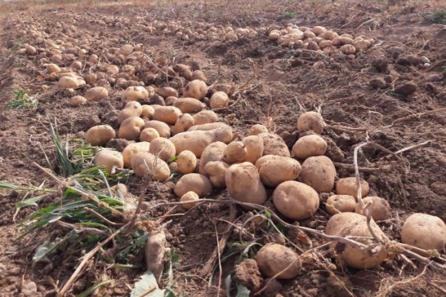 Niğde'de üretilen tohumlar bütün yurtta yeşerecek