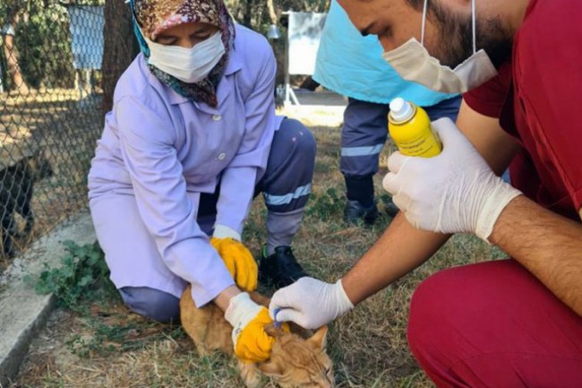 Bursa Osmangazi'de villa kediler parazitlere karşı ilaçlandı