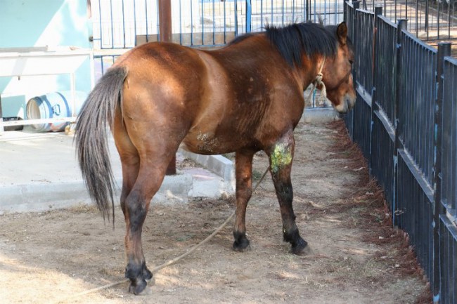 Manisa'daki yaralı atlarından sevindirici haber