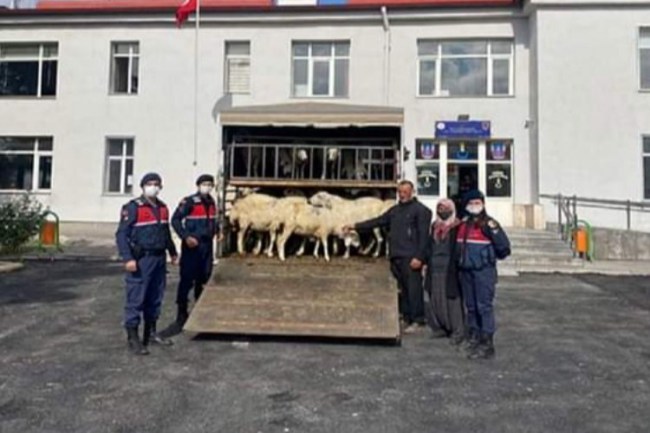 Niğde'de 45 koyun çaldılar, Jandarmadan kaçamadılar