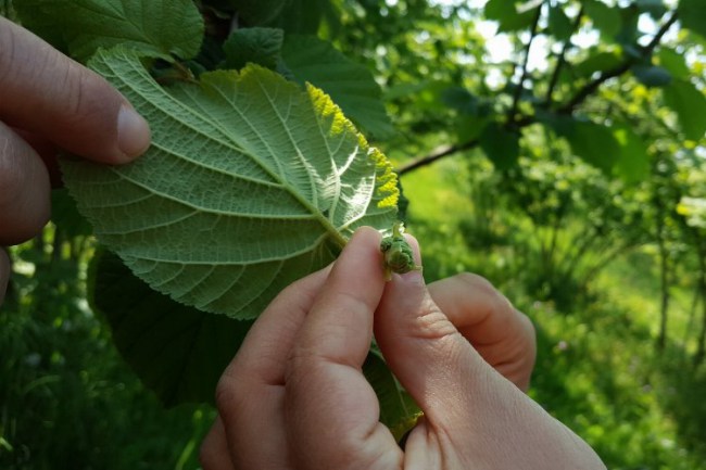 Kocaeli'nde fındık bahçelerinde ıslah çalışması