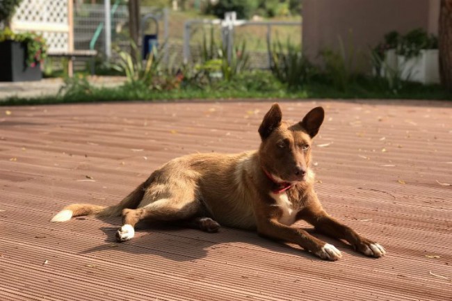 İzmit Alzheimer Yaşam Evi'nin can dostu Karamel