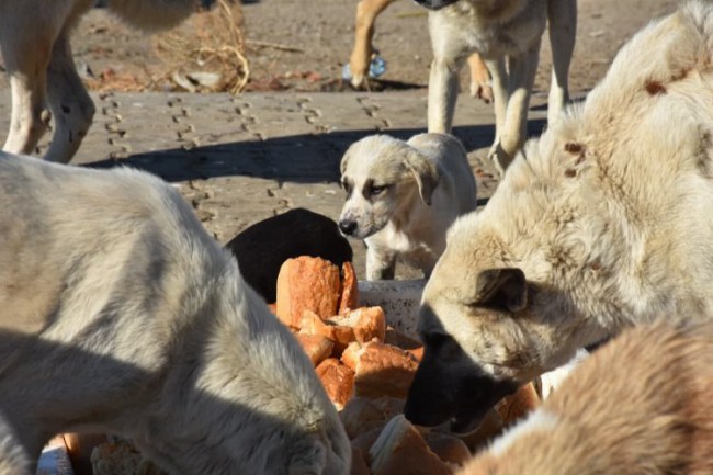Balıkesir Edremit Belediyesi, sokak hayvanlarını aç bırakmıyor