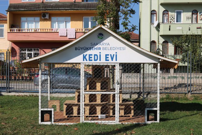 Sakarya'daki kediler ev sahibi oldu