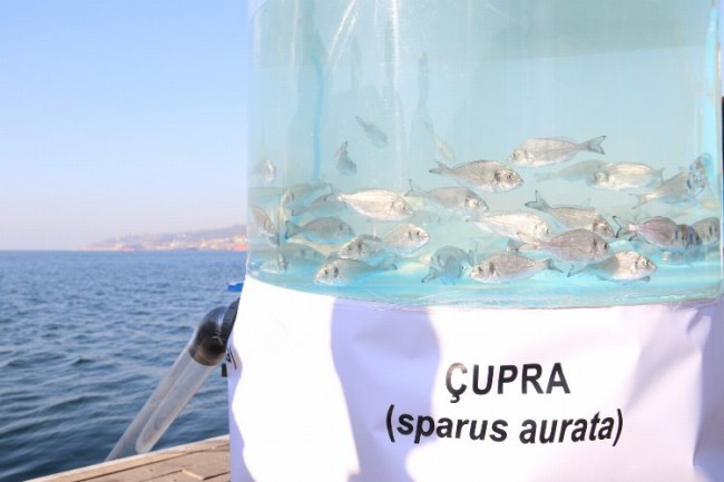 Kocaeli İzmit Körfezi'nde 6 bin balık denizle buluştu