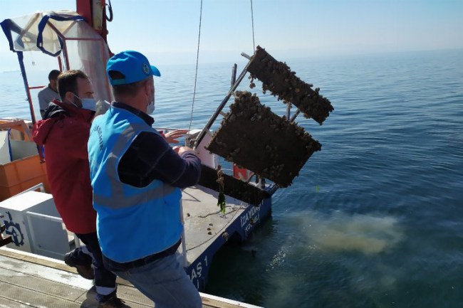 İzmit Körfezi'nde denizin altından piknik masası çıktı