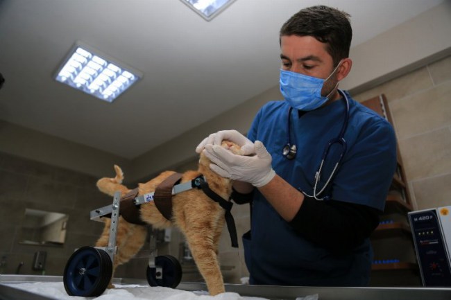 Kocaeli sokaklarında "Şanslı" ilk adımını attı