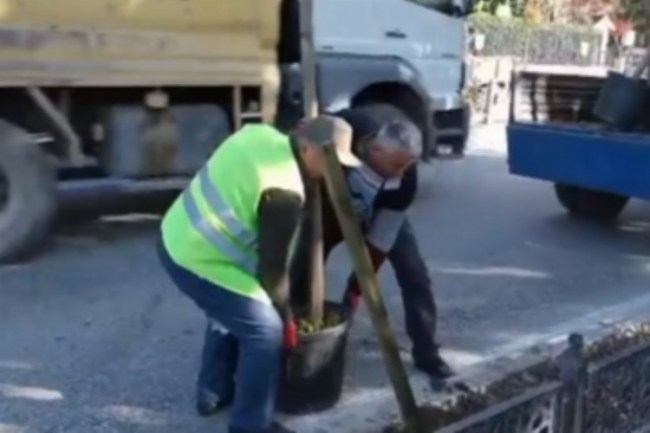 Edirne Uğur Mumcu Parkı karşısına süs oy ağacı