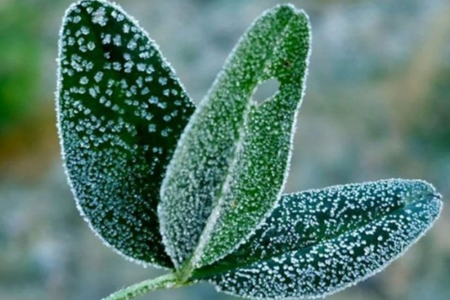 Bursa, Bilecik ve Eskişehir'de 'zirai don' uyarısı