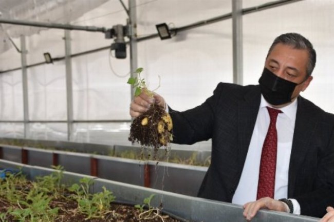 Niğde'de havada ve suda yetişen patates