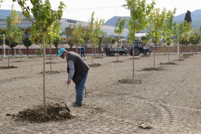 Manisa'da ağaçlandırma çalışması yapıldı