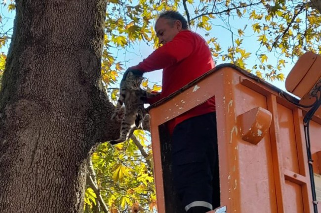 İzmit'te minik kedi belediye personeli tarafından kurtarıldı