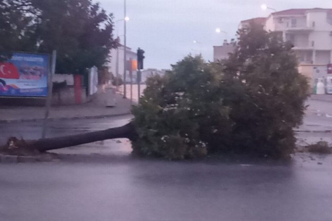 Aydın Didim'deki ağaç şiddetli rüzgara boyun eğdi
