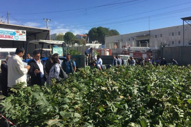 Manisa Büyükşehir "Meyveciliği Geliştirme Projesi" kapsamında çalışıyor