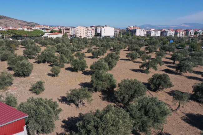 İzmir Bergama'da Zeytinpark'ta zemin temizliği