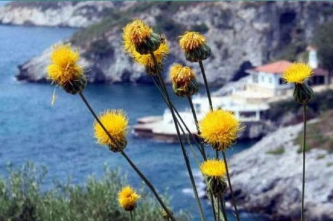 Kuşadası'na özgü 'Tülüşah' bitkisinin koruma alanı genişletildi