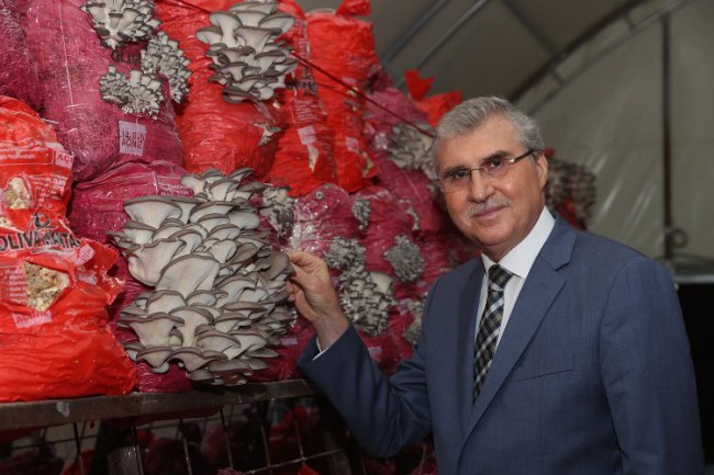 Sakarya'da istiridye mantarı üretimi devam ediyor