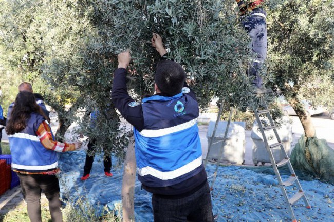 Bursa Mudanya'da kamusal alanlarda 'zeytin hasadı' başladı