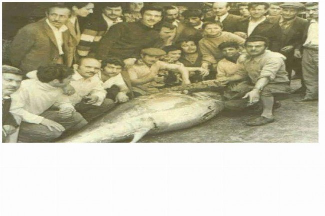 İzmit Körfezi'nde 50 yıl sonra orkinos