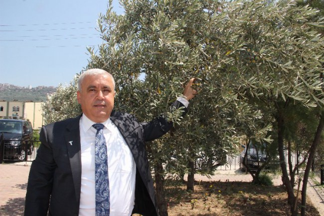 Zeytinyağı ihracatçıları İngiltere'ye gümrüksüz girmek istiyor