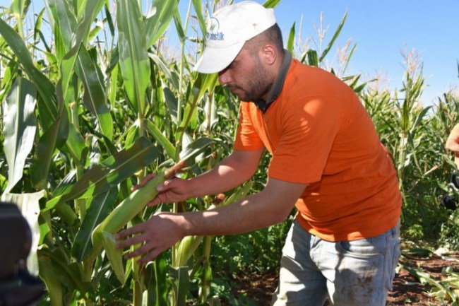 Şanlıurfa Siverek'te hükümlülerden mısır hasadı