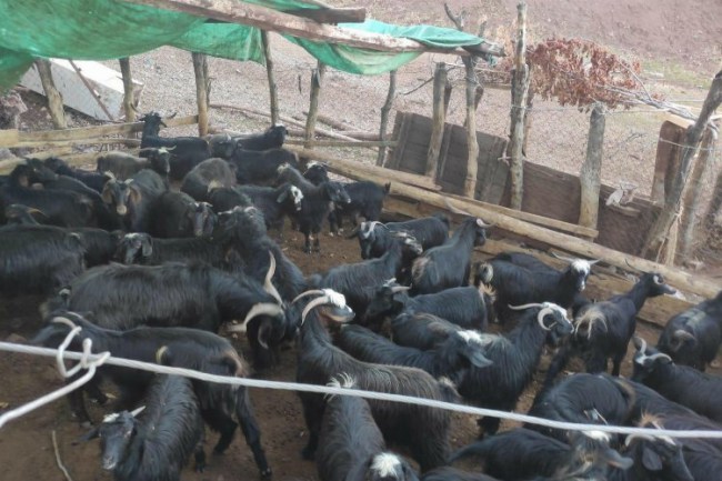 Adıyaman'da jandarma kaybolan hayvanları buldu