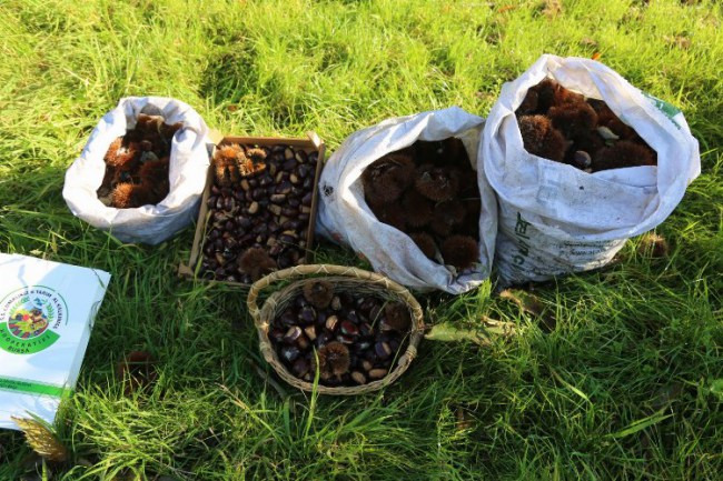 Bursa'da kestane hasadı başladı.. İnegöl ve Kestel'e kapama bahçeler yapılacak..