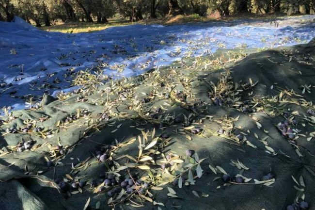 Zeytin üreticileri isyanda... Üreticiler Marmarabirlik'ten adalet istiyor! (ÖZEL HABER)