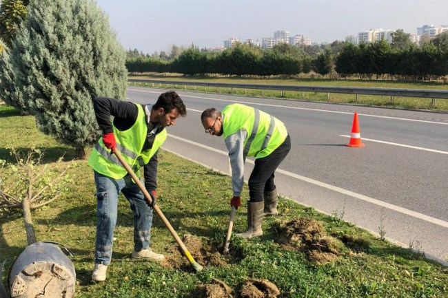 Manisa'da 660 ağaç toprakla buluştu