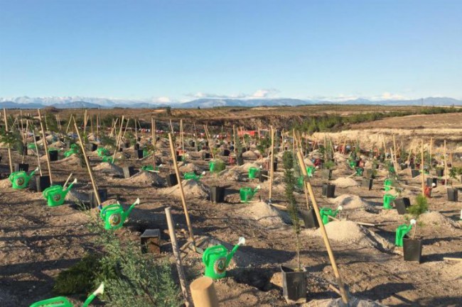 Coca-Cola'dan Türkiye'de 50 bin fidan bağışı