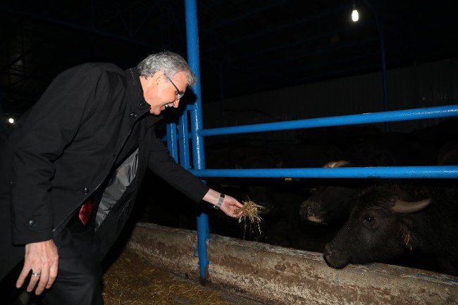 Sakarya'da manda yetiştiriciliğine destek