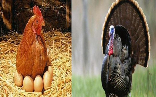 Hindi’ye rağbet yok !