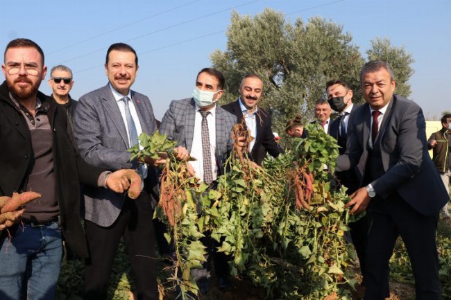 İzmir'in yeni ürünü, tatlı patates