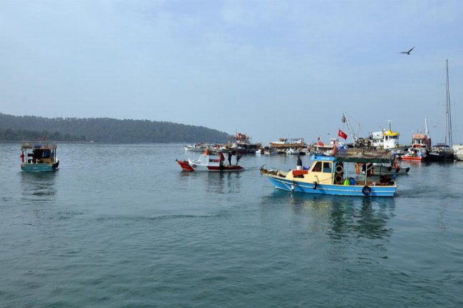 Didim'de deniz patlıcanı hasadı başladı
