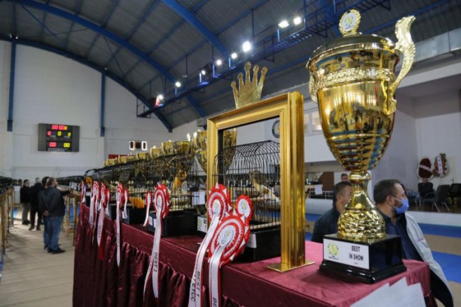 Balıkesir Edremit'te Yorkshıre Güzellik Yarışması yapıldı