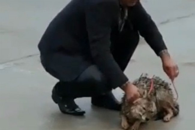 Adıyaman'da yabani kurt kurtarıldı