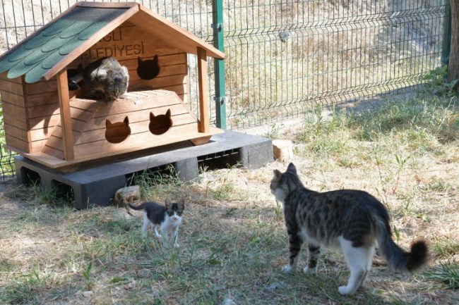 İzmir Çiğli'de sokak hayvanları için hazırlık