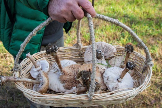Kocaeli Ormanya'da ilk mantar avı