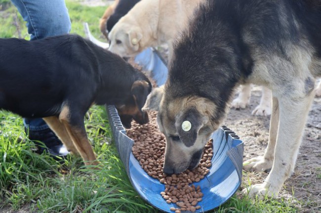 Kocaeli İzmit'te can dostlara mama desteği