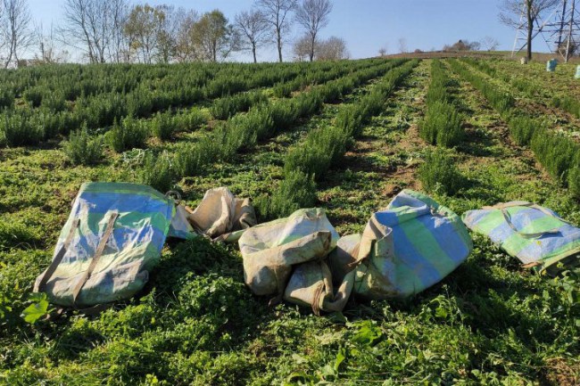 Kocaeli'nde biberiye hasadı yapıldı