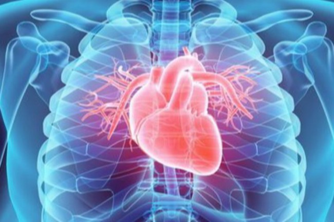 Kalbin kendi mucizesi 'Mitral Kapak'