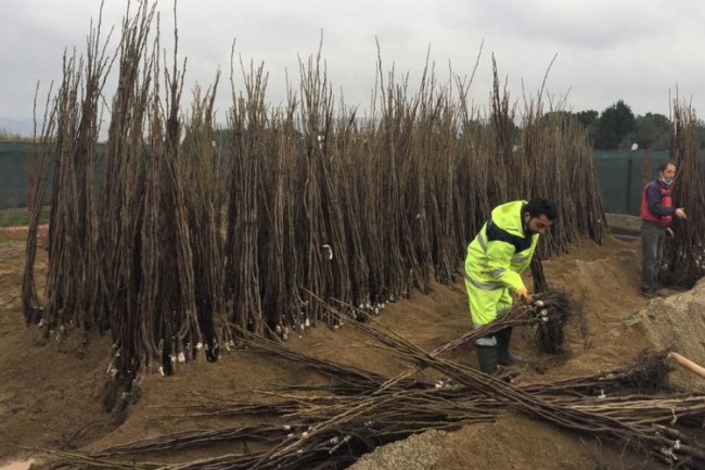 Kocaeli Büyükşehir'den meyve üreticisine destek
