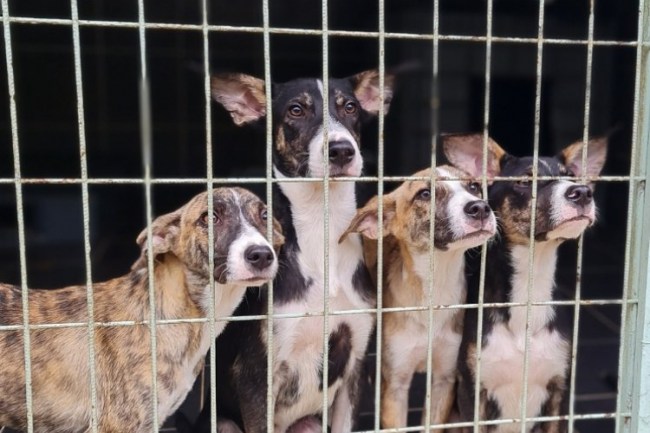 Serginin geliri sokak hayvanlarına bağışlanacak