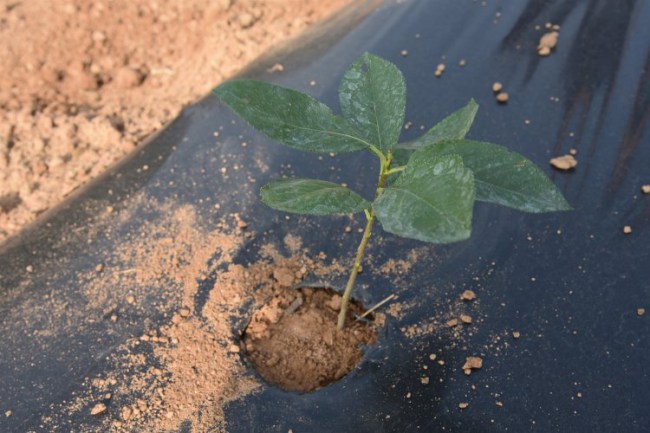 Kocaeli İzmit'te aronya fidanı dağıtılacak