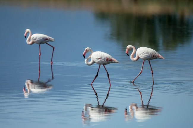 Gediz Deltası kuşlarının yaşamı kayıt altına alındı